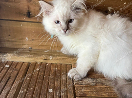 Gorgeous ragdoll kittens ready now