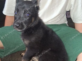 german shephard Puppies
