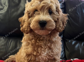 Cavachon x toy poodle puppies