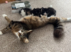 Siberian X mix breed kittens