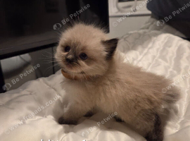 7 beautiful ragdoll kittens available ️