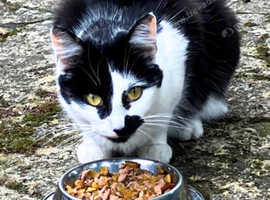 x2 Domestic ShortHair Mixed Breed Cats