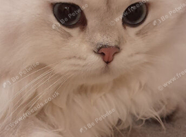 Pedigree TICA Eligible British Longhair