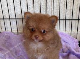 Pomeranian Puppy Ready to go
