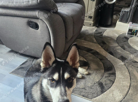10 Month Male Shepsky.