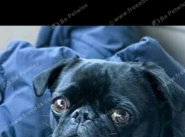 Gorgeous girl pug