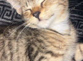 kitten looking for forever home
