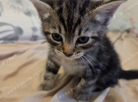 3 beautiful kittens