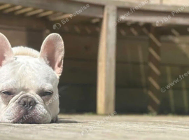 Pure white blue eye boy frenchie
