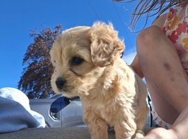 Cavachon puppies for sale 2 Boys Left