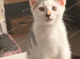 Last Kitten Available!