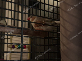 Male zebra finch with cage