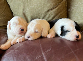 Old English Sheepdog Puppies