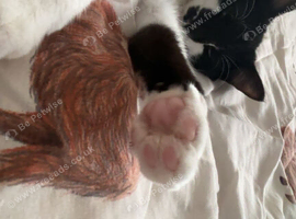Oreo
