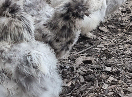 Silkie hatching eggs