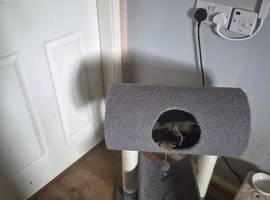 1 female cats