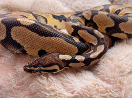 BH Cinnamon 100% het Ghost het Pied python