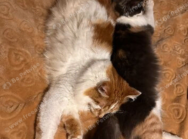 Loving Home for Simba and Luna