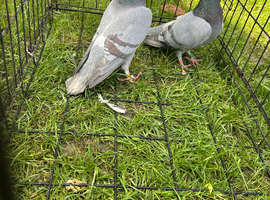 Racing pigeons