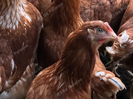 10 point of lay Warren hens