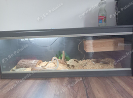 3 year old corn snake