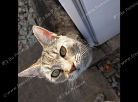 Silver tabby kittens