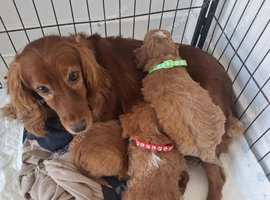 Cockapoo Puppies