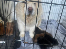 Chow chow pups