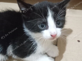 Male kittens for sale