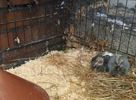 Pigeons