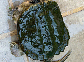 Common Snapping Turtle.
