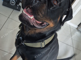 Male rottweiller for sale