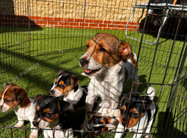 5 Jack Russels
