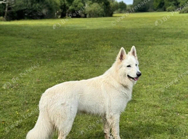 *Proven* White German Shepherd Dog Male at Stud