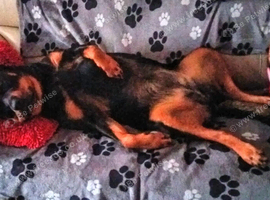Rottweiler wanted