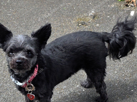5yr old female yorkiepoo
