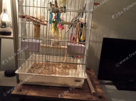Male cockatiel