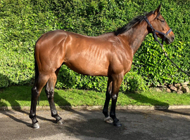 Smart chunky Irish 16hh bay gelding 4yr