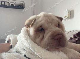 Shat pei puppy