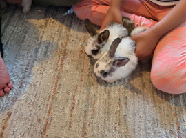 Bunnies