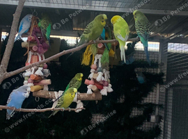 Budgies for sale