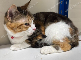 Cat 2 yr female beautiful