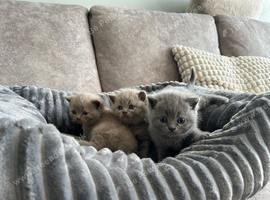 Beautiful British Shorthair kittens
