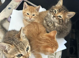 Pixie bob mixed kittens ready now