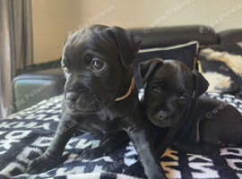 Beautiful Patterdale Puppies