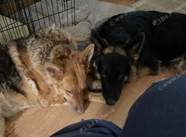 Pure straight back German Shepherds