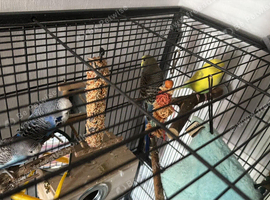 Budgies