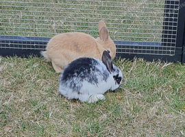 Baby mini lopped ear rabbits