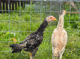 Sindi aseel pair
