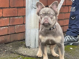 Fluffy frenchie